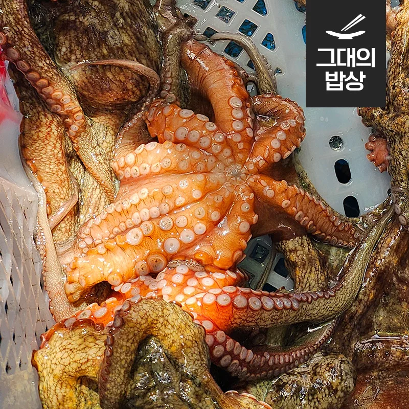 أخطبوط من حجر تونجويونغ ، 1-4