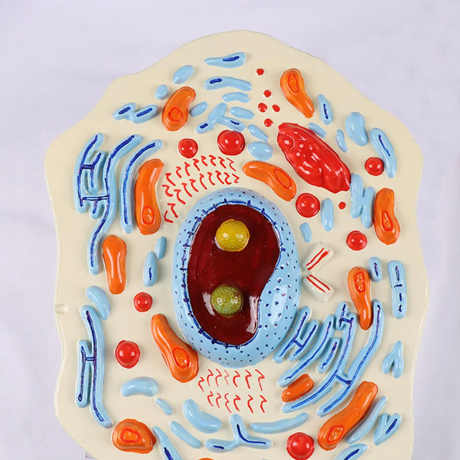 Modelo de anatomia celular, kit científico de organelas principais, estrutura microscópica, modelo de ensino portátil para estudo, sala de aula, biologia