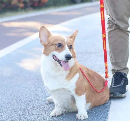 Training Dog Choking Rope Leash 2 in 1 Lead Collar 150cm P-Shaped Chain Slip Lead Control Leash for Small Large Competition Dogs