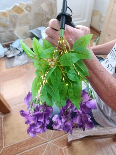 Plante glycine à fleurs solaire