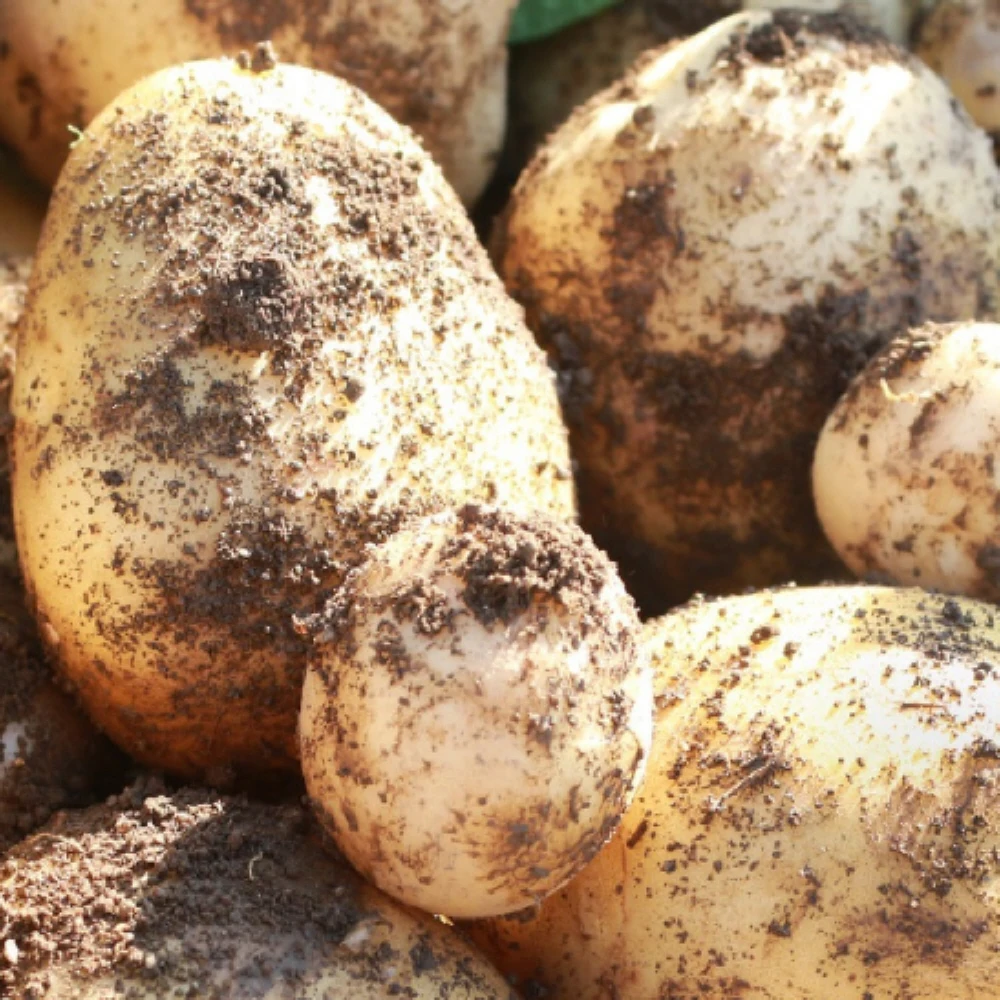 Patatas Haenam Sumi 3kg 5kg 10kg
