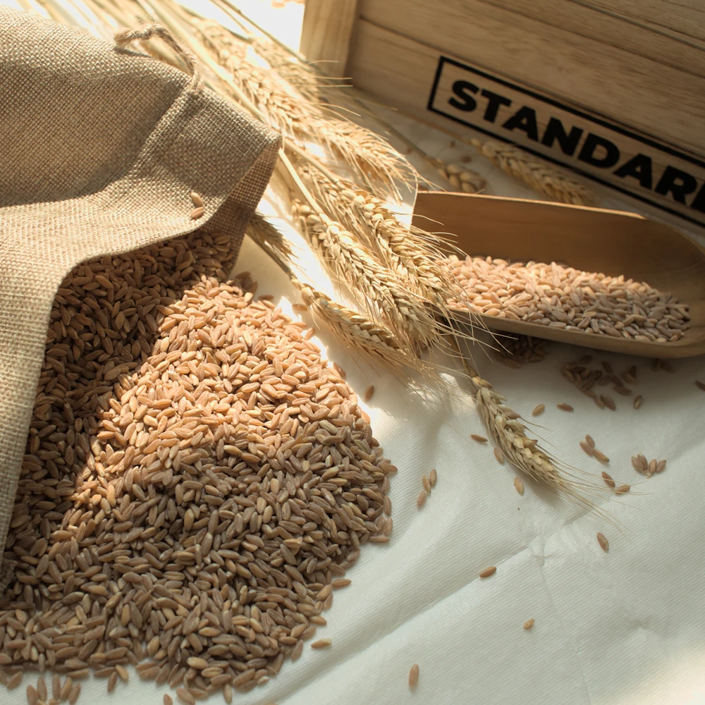 이탈리아 고대 곡물 파로 밀 2kg 엠머밀 FARRO 효소 쌀