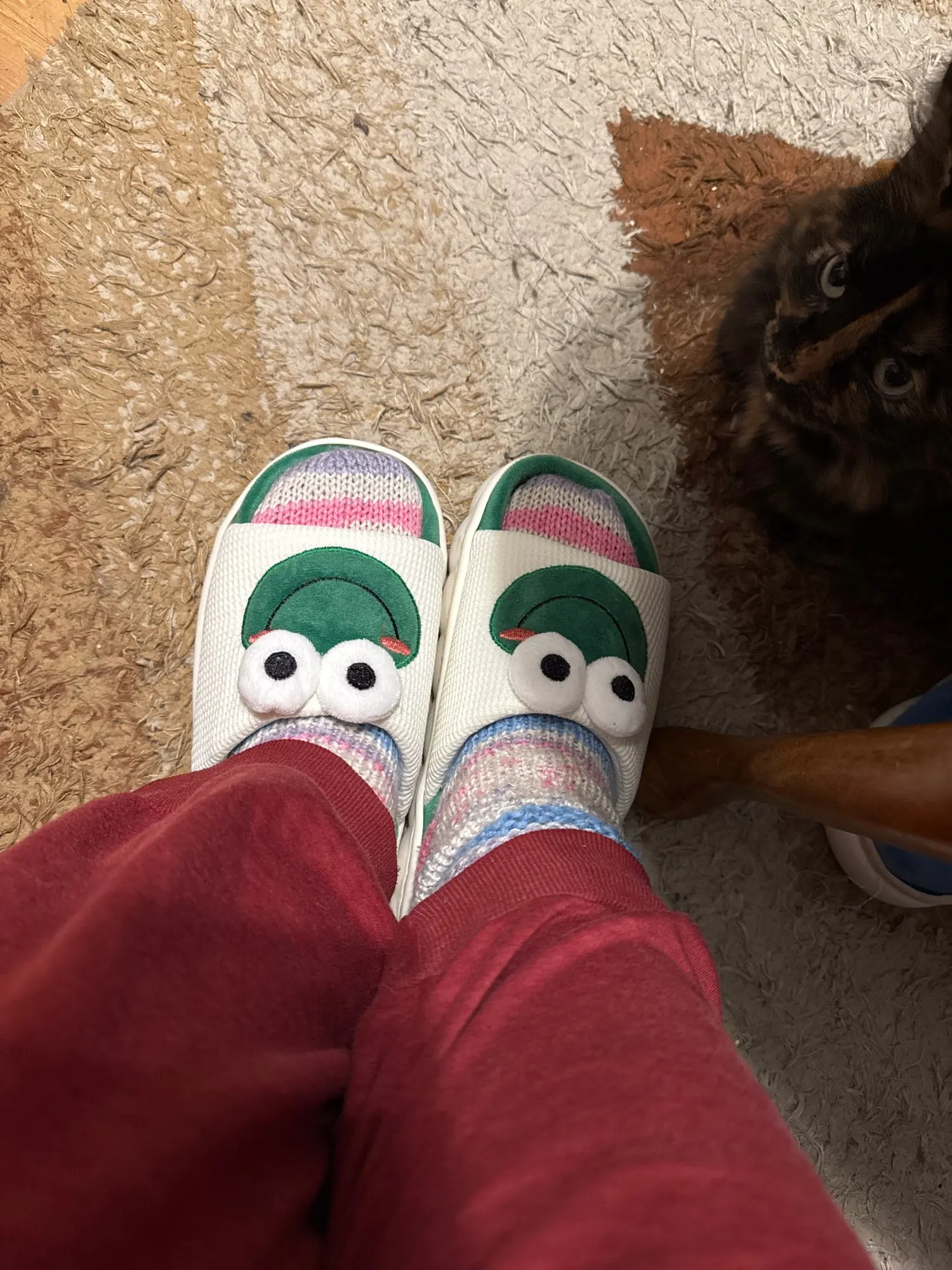 Pantuflas de Rana