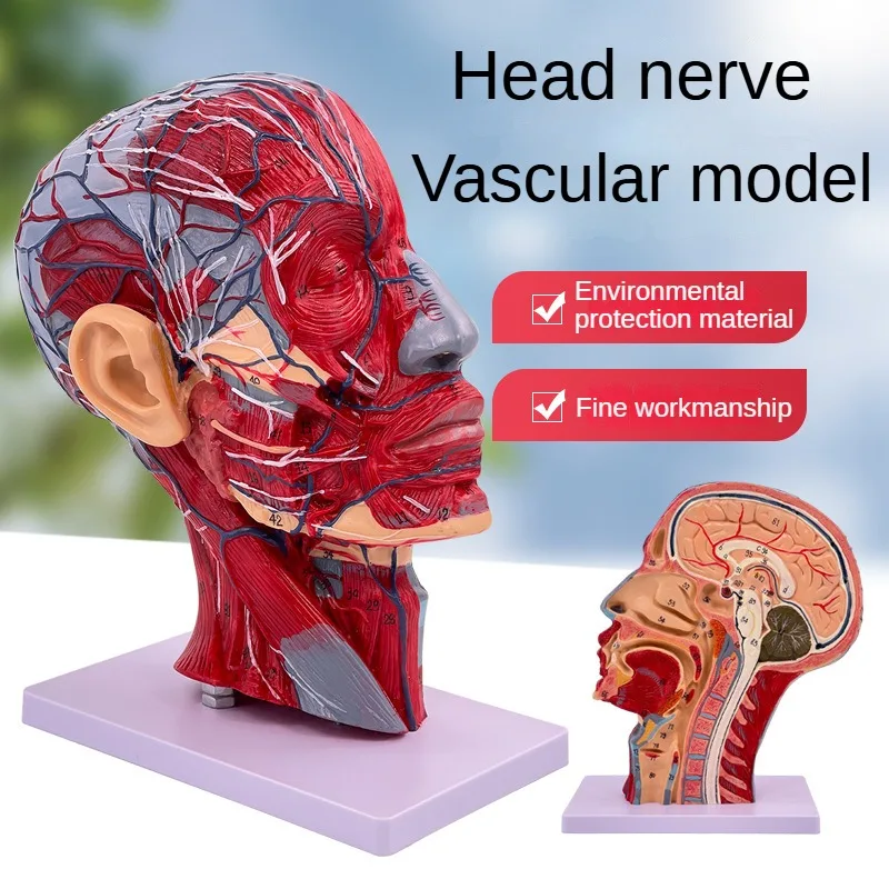 

Anatomy 1:1 Scale Human Half Head Skeleton With Neck Vessel Nerve Anatomy Model Toy for School Learning Tool Lab Supplies