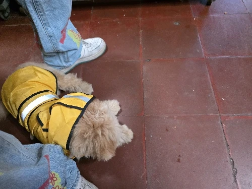 Customer review photo for Waterproof Dog Raincoat — Adjustable, Windproof & Hooded