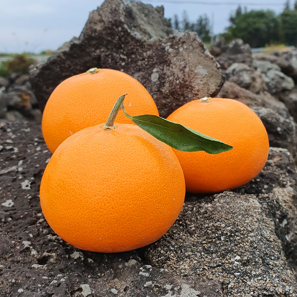 جيجو غدانغ دو تشيونهيانغ 2 (7-12)