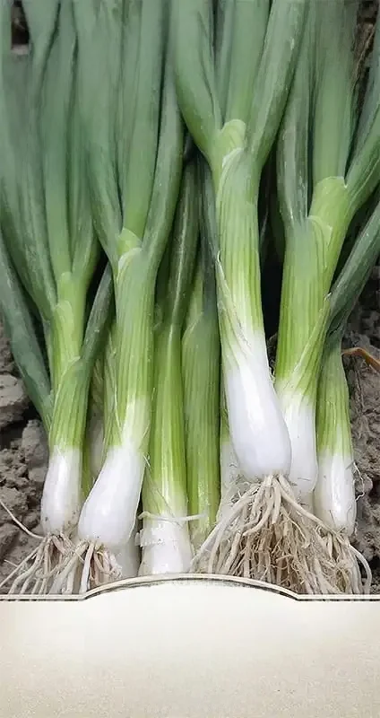 Oignon 7 ans Entita 2g graines d'oignon végétal VegAna