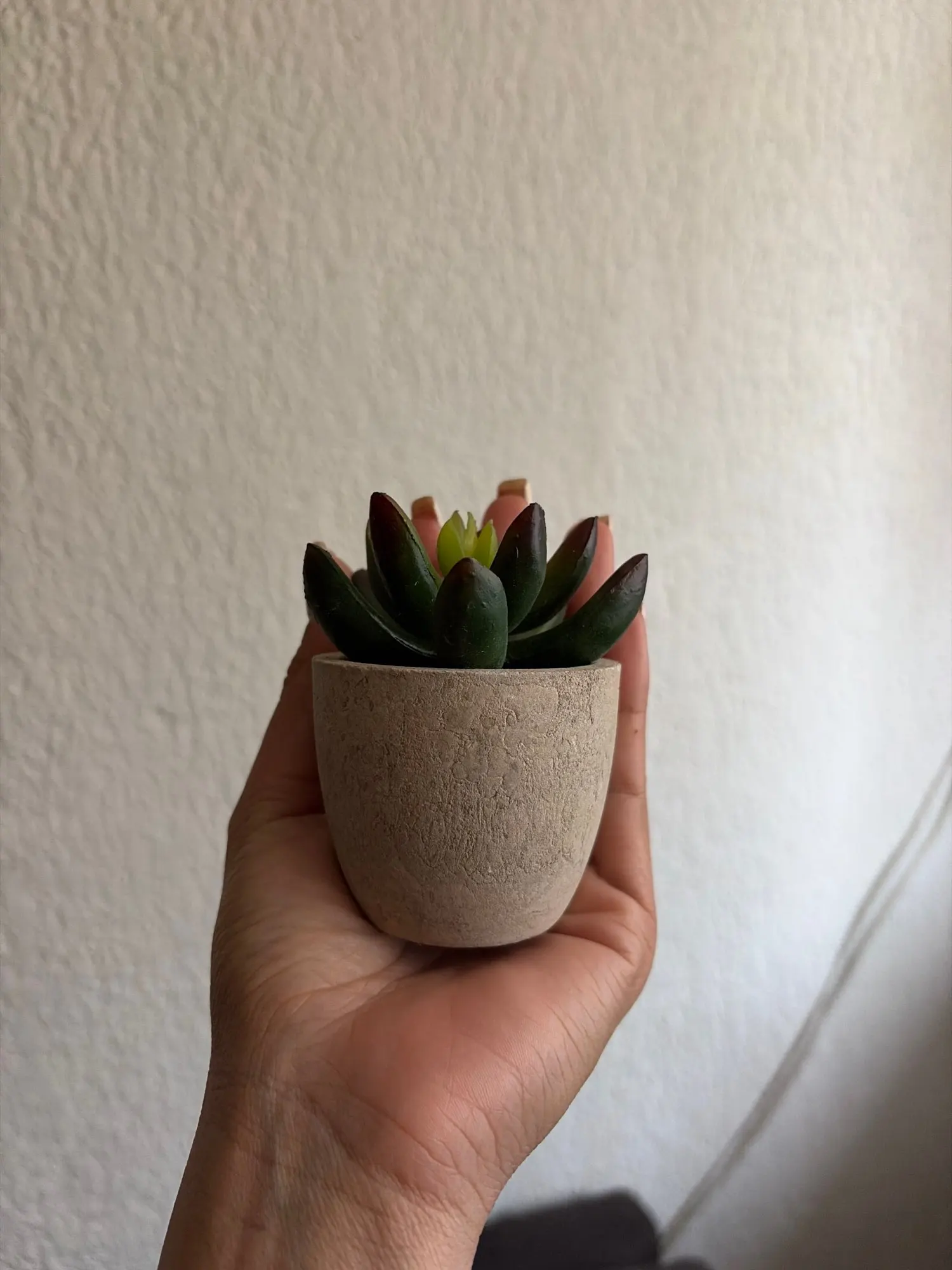 Mini Evergreen Artificial Succulent Plants Small Simulated Tree Pot Plants Fake Flowers Office Table Ornaments Home Garden Decor photo review