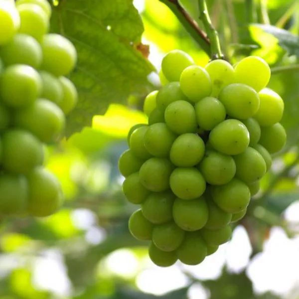 [푸디앤] 알이크고 씨가없는 고당도 샤인머스켓 망고포도