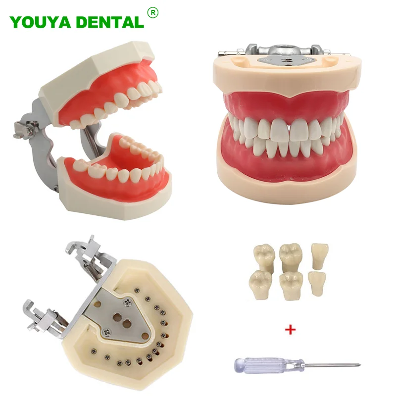 

Dental Teaching Model Standard Model With 28/32 Removable Tooth Typodont Dentist Student Studying Practice Demonstration Models