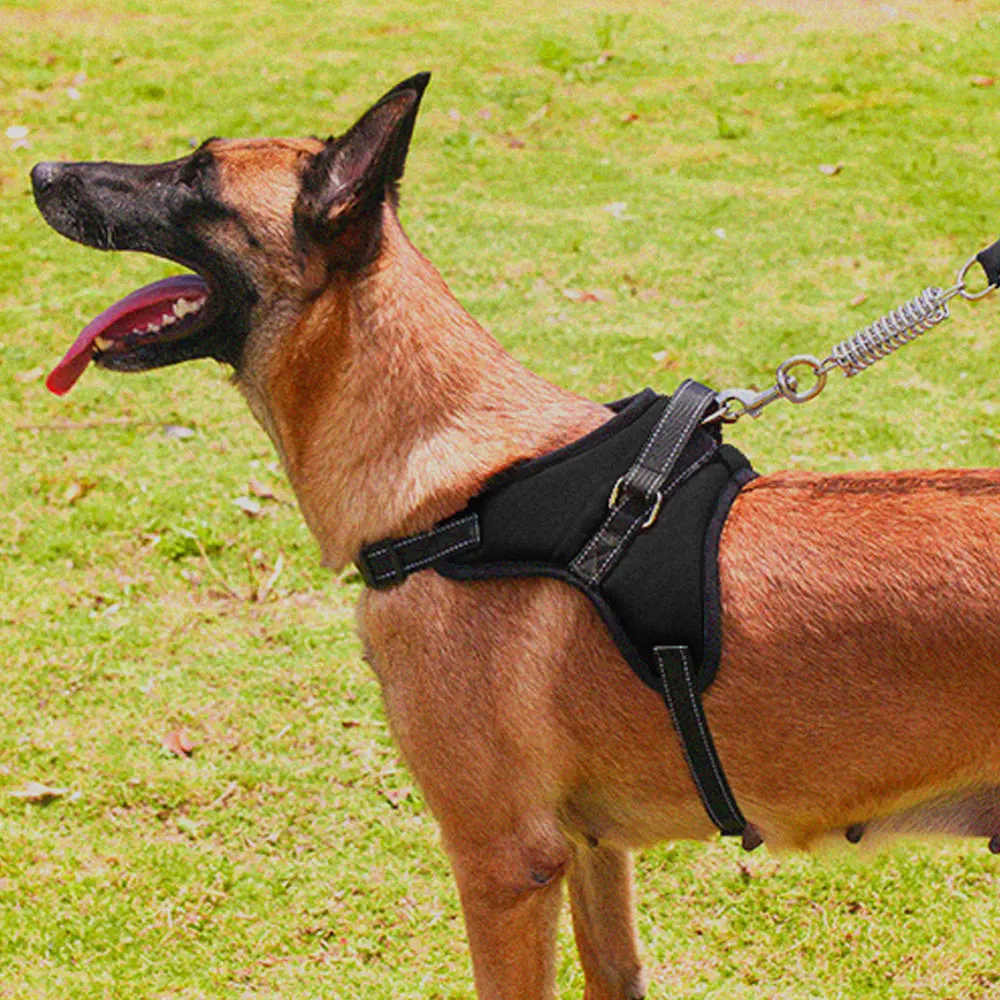 Acuting: La mejor opción para collares de pecho doble con bloqueo seguro para perros grandes