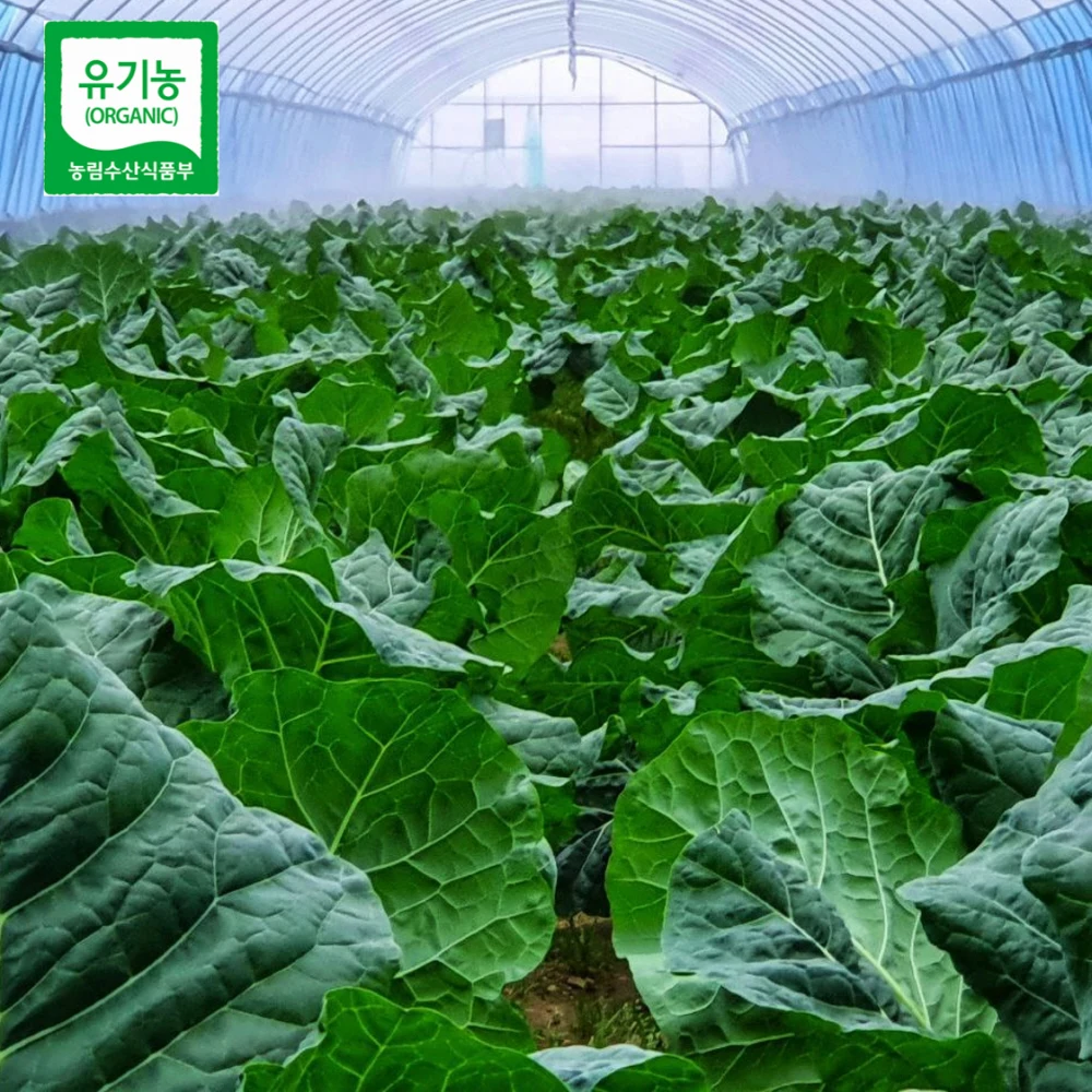 عصير كالي وطازج، عضوي، خالي من المبيدات، للعصير، للعصير.