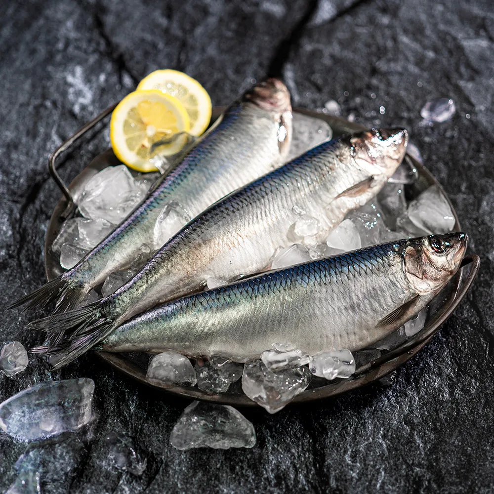 Frozen fish shad fish for Bown fish sillage 5 mi/10 mi