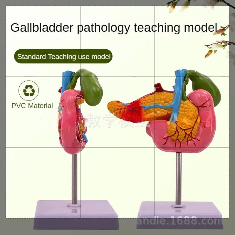

Pancreas Duodenum Gallbladder Model with Vessels Biology Lifesize Human Body Anatomical Model for Nerves School Teaching Lab Aid