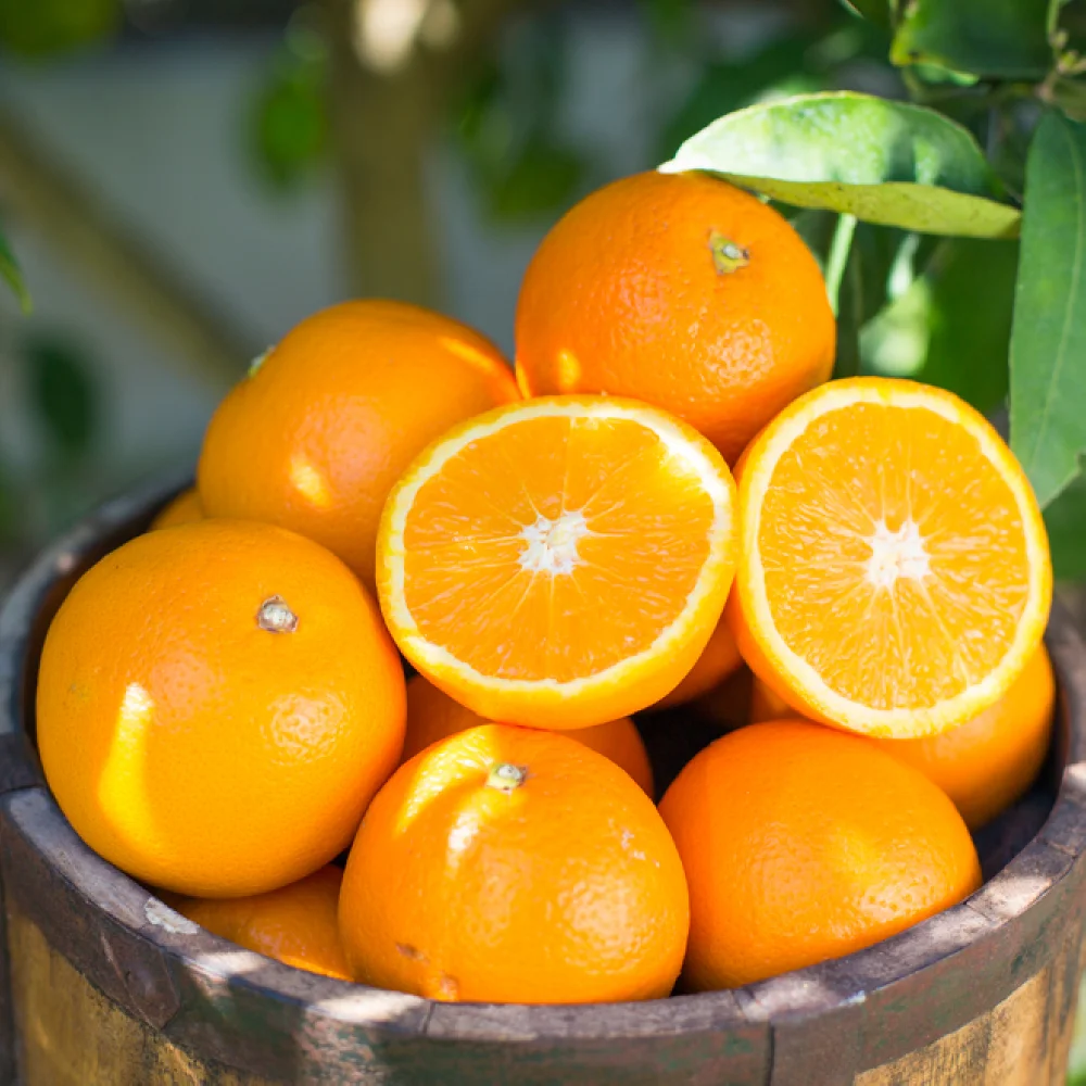 التسمية الأمريكية السوداء البرتقالية