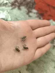 Imagen de reseña 1