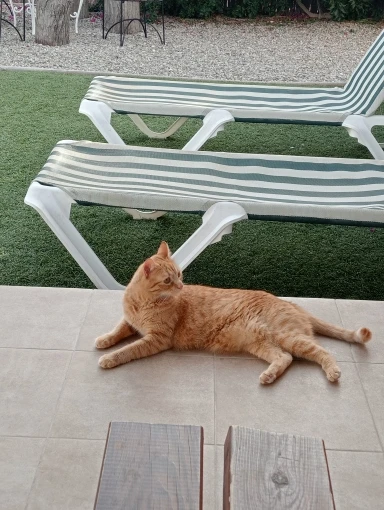 Foto de reseña de cliente