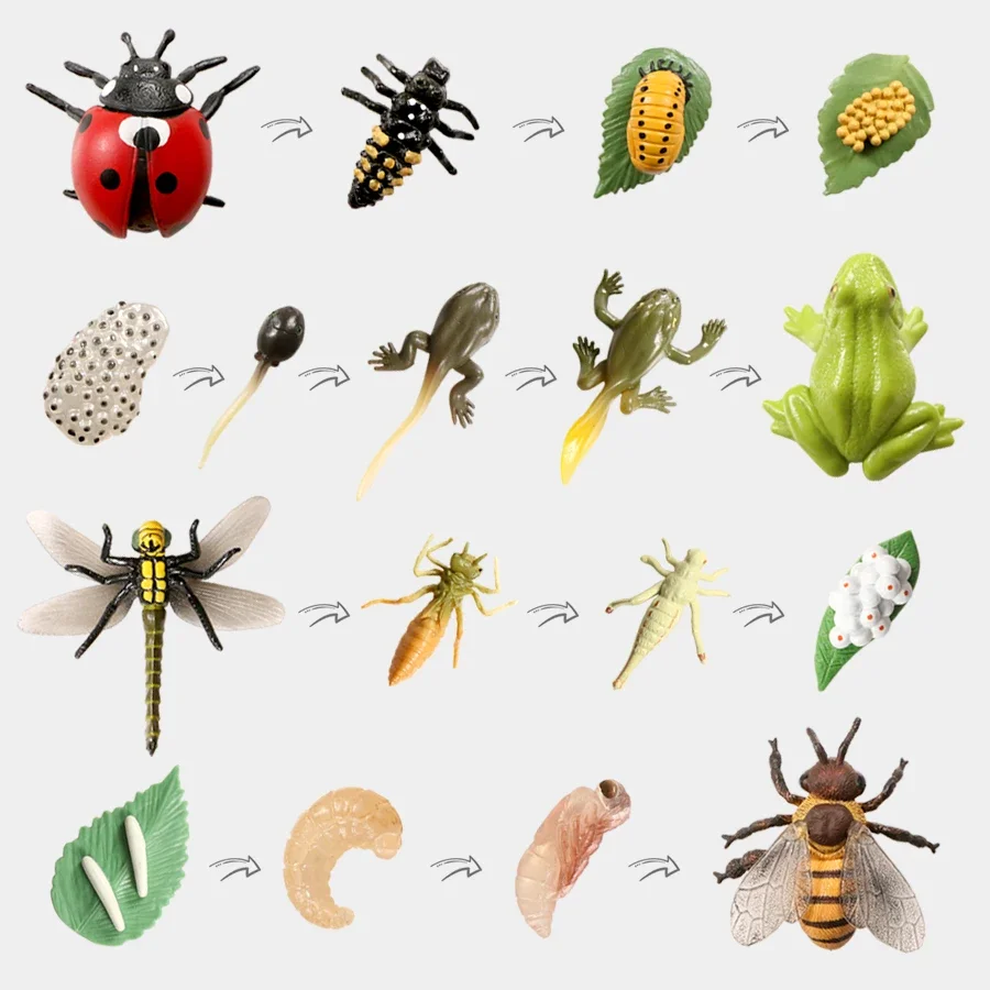 AliExpress criswisd Simulation Life Cycle of Insect Animal Growth Cycle Models,Butterfly,Frog Action Figures Collection