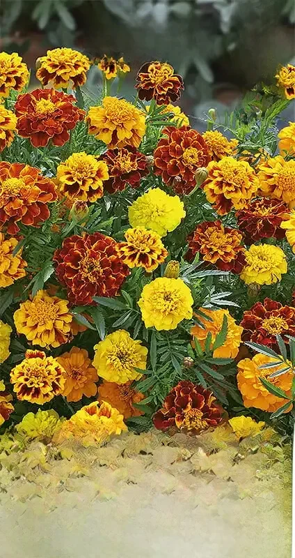 Velours propagation Bonita graines mixtes 1G-VegAna