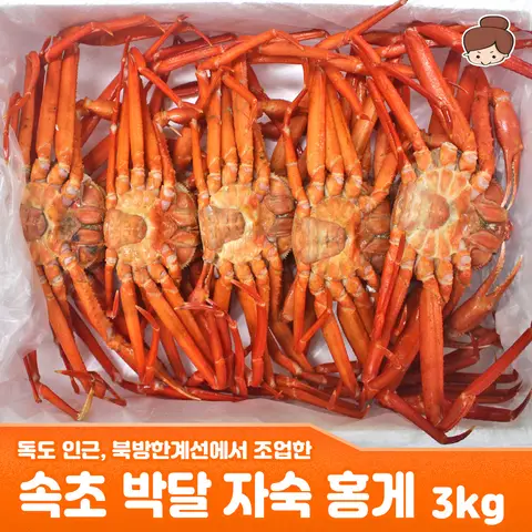 독도 인근에서 조업한 속초 박달 자숙 홍게 3kg 북방한계선 북방홍게