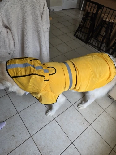 Customer review photo for Waterproof Dog Raincoat — Adjustable, Windproof & Hooded