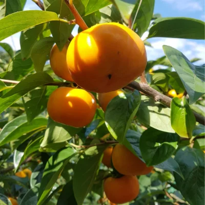 2kg,3kg Sweet persimmons