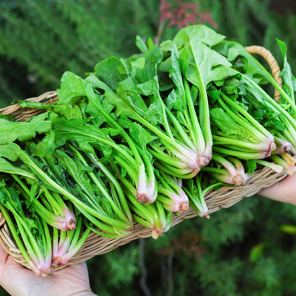 South Sea Spinach water parsley