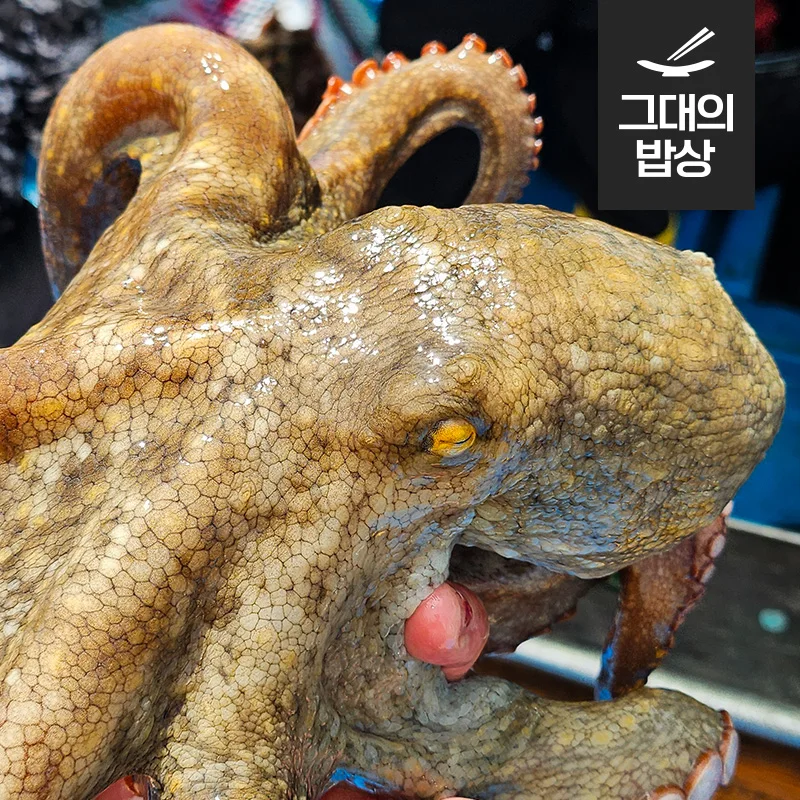 أخطبوط من حجر تونجويونغ ، 1-4