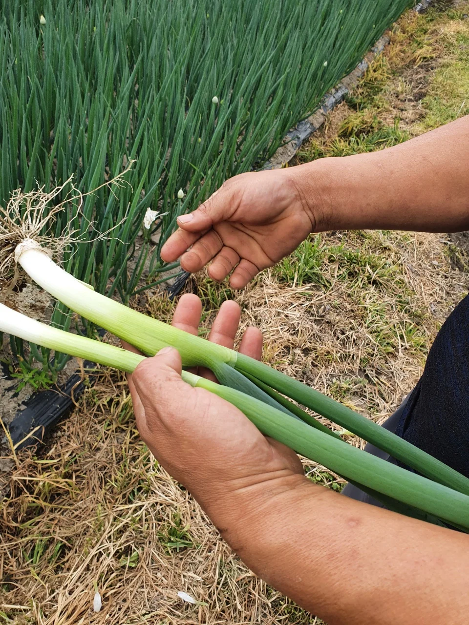 On the same day, the direct transmission of the fresh earht's green onion 1kg 2kg Korean vegetable vegetables