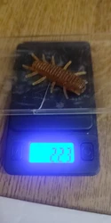 Imagen de reseña 3