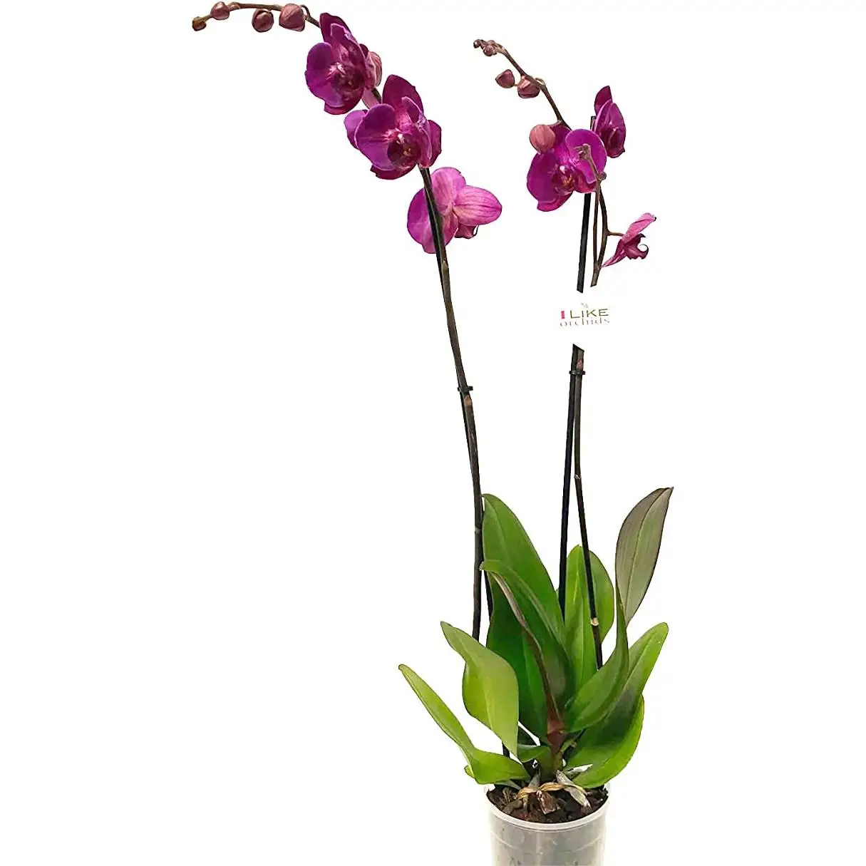 Smply. Smply orchid phalaepnopsis purple flowers 70cm decorative home office gift flower pot