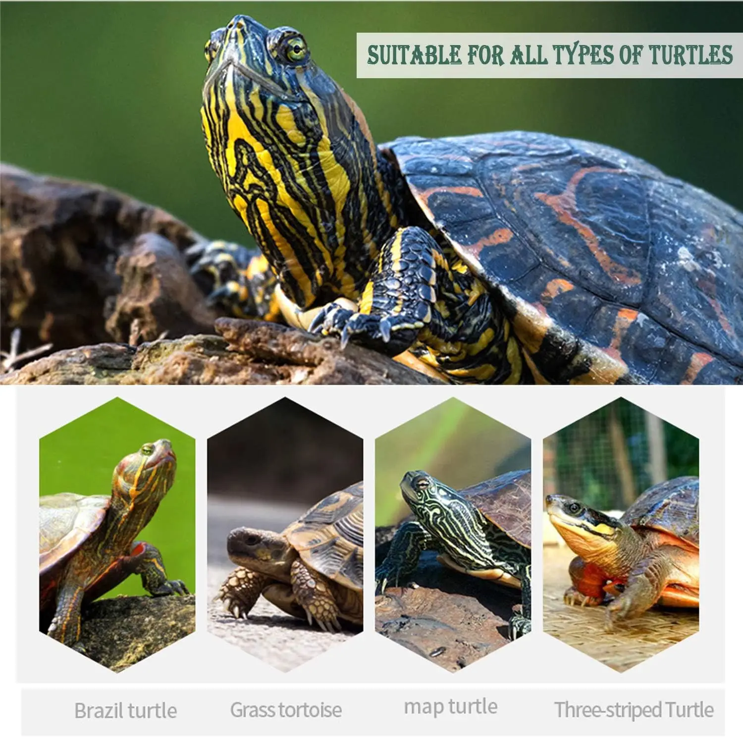 Bps food for Gammarus turtles