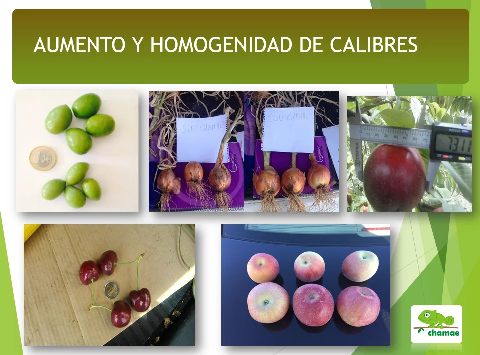 CHAMAE VPotash 5. Green potassium, the only potassium on the market of 100% plant origin. Immediate effect. Professional use