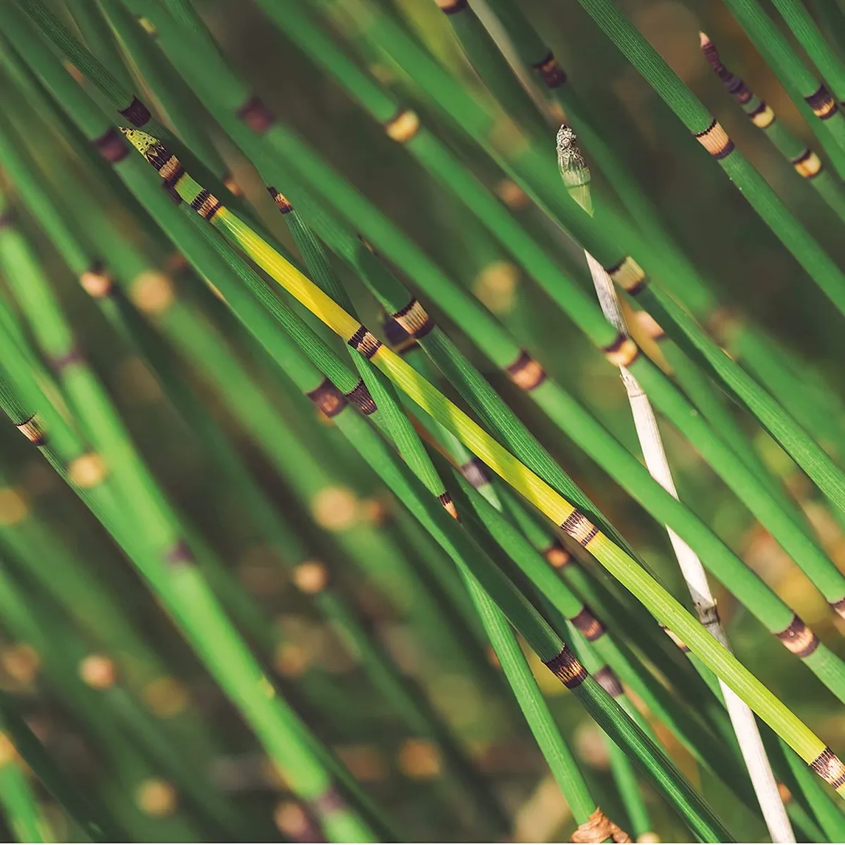 CULTIVERS ponytail 5 L. Preventive and curative Natural biostimulant. Fungicidal action. Reinforces the defense mechanism. #4