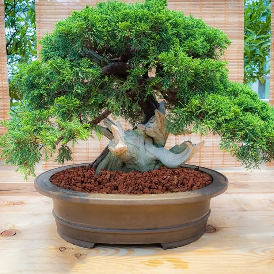 Meliflower substrate for bonsai volcanic rock (3-6mm) (crypted red puzzle) 20l