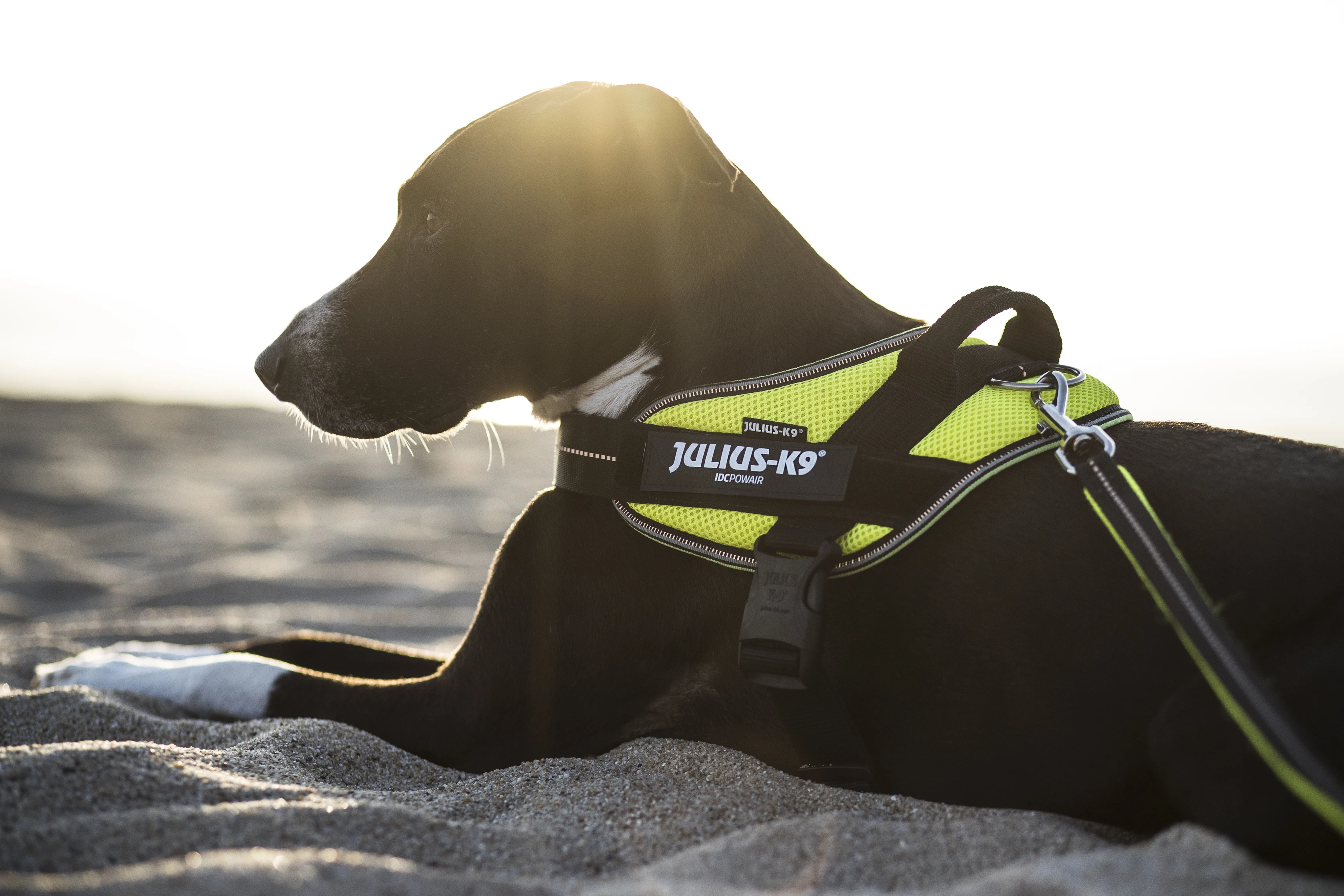 Summer leash for dogs Julius K9 Powair adjustable harness with breathable fabric and padded for dogs Platz K9