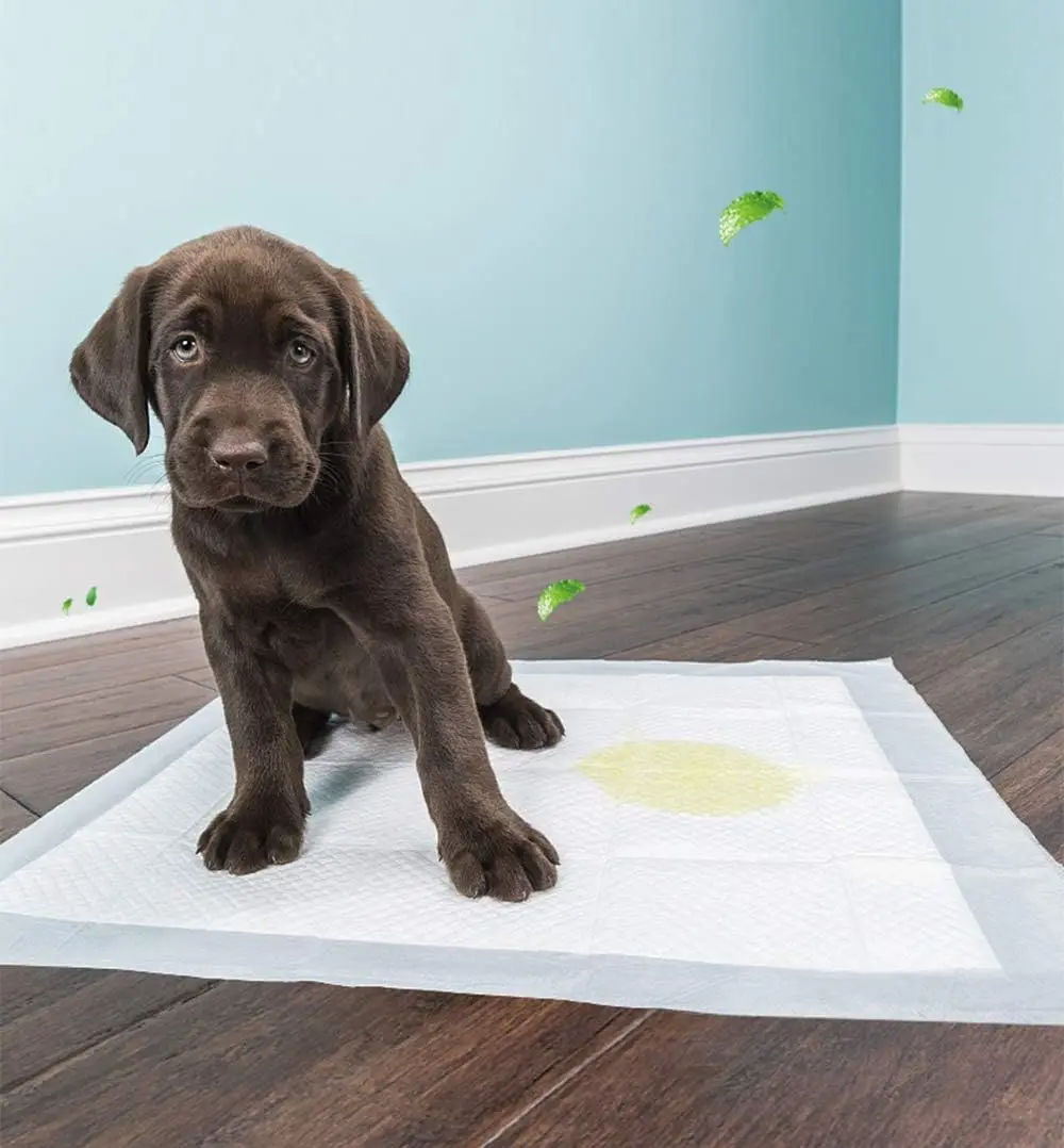 Good Bps Pet Shop dog training soakers cats Perfumes with pheromones measures