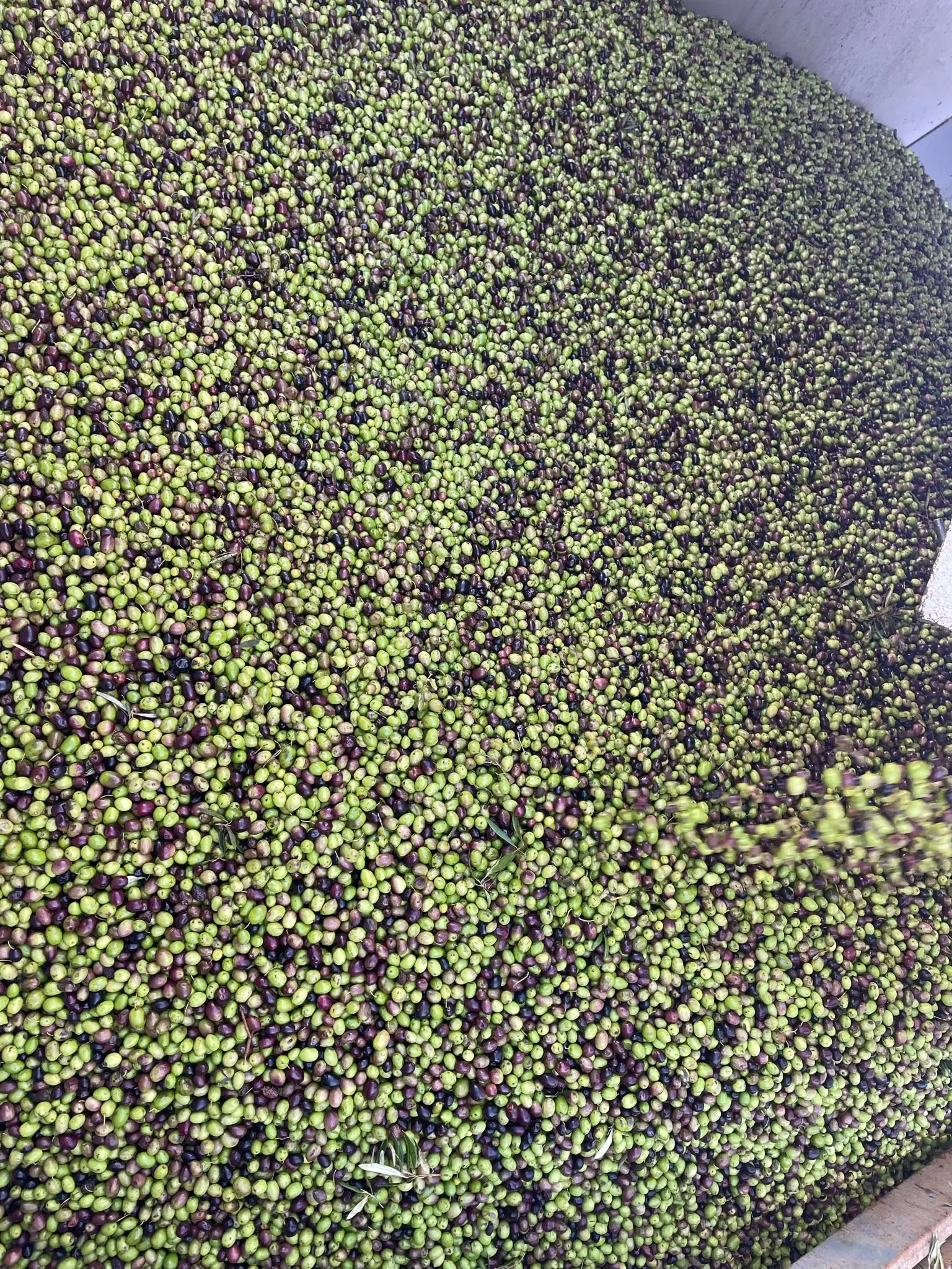 Olive oil virgin olive oil 5 liters