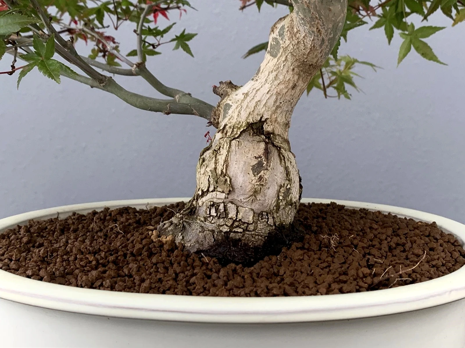 Akadama ibaraki hard quality 14 liters, clay substrate for bonsai and aquarium bonsaigranada #6