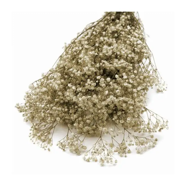 PANICULATA PRESERVADA Raíz FLORES Calidad PREMIUM para Tiaras y Coronitas
