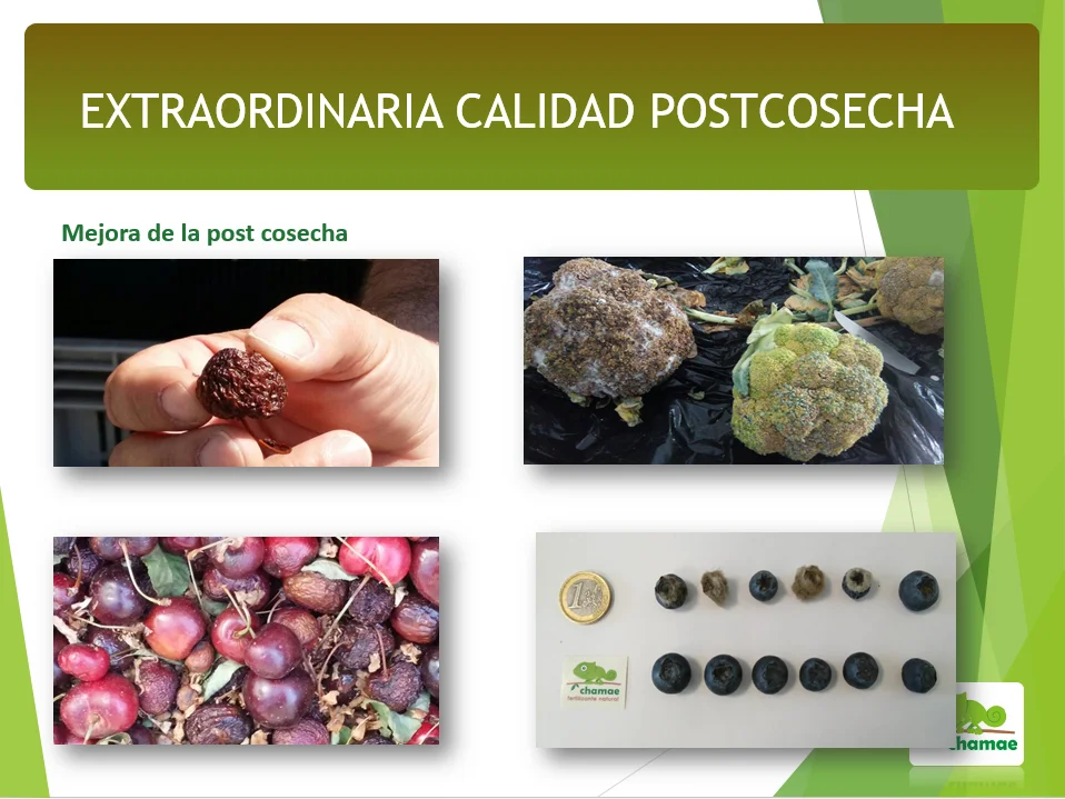 CHAMAE VPotash 5. Green potassium, the only potassium on the market of 100% plant origin. Immediate effect. Professional use