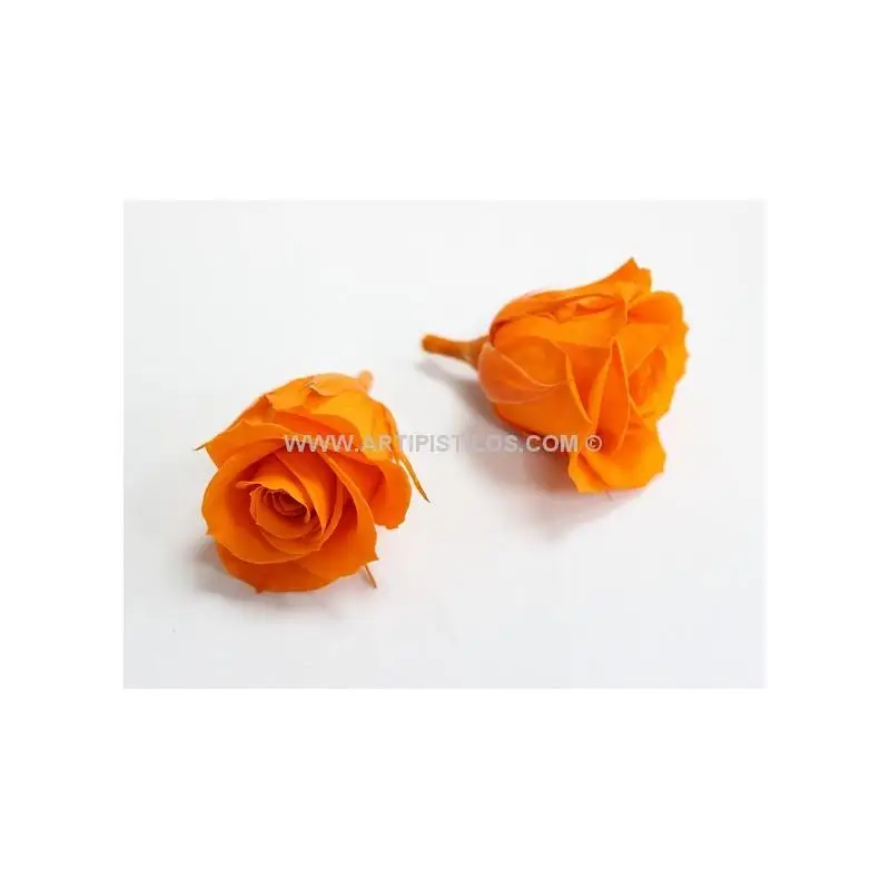 Rosa Preservada de 4 Cms. Calidad Premium - Raíz Flores