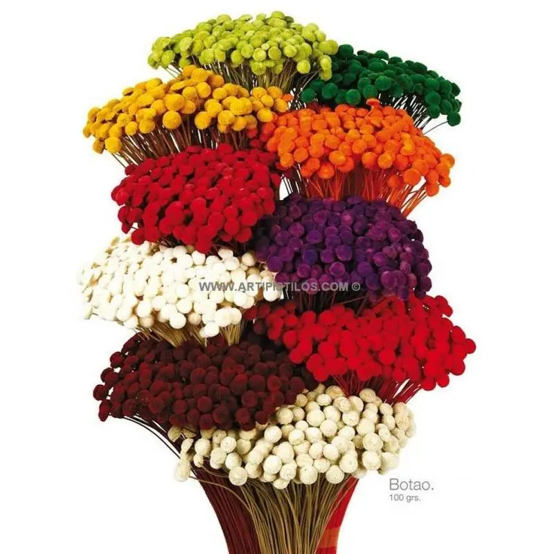 Botao Preservado 25g X 45cm Raíz Flores Aterciopeladas