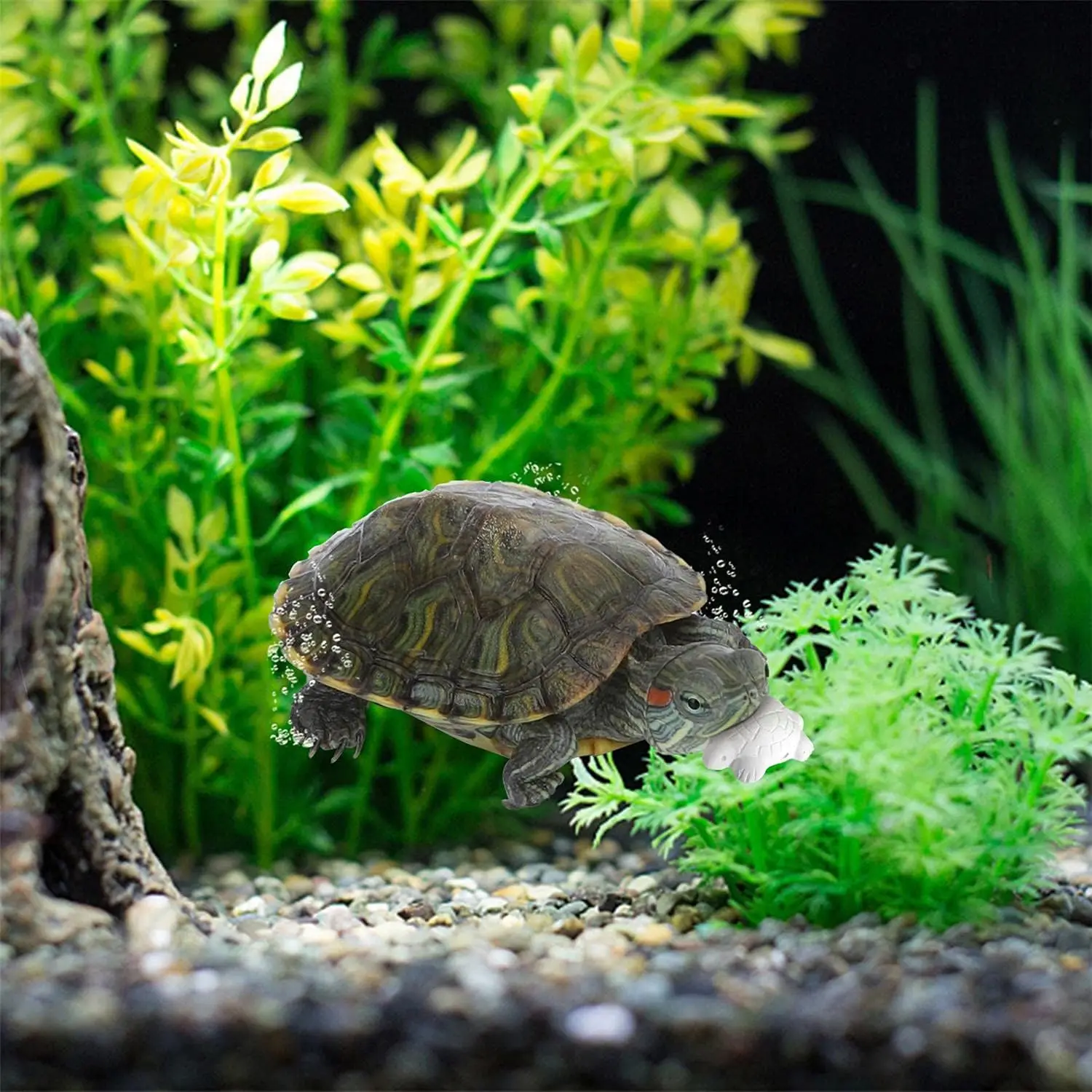 Bps food for Gammarus turtles