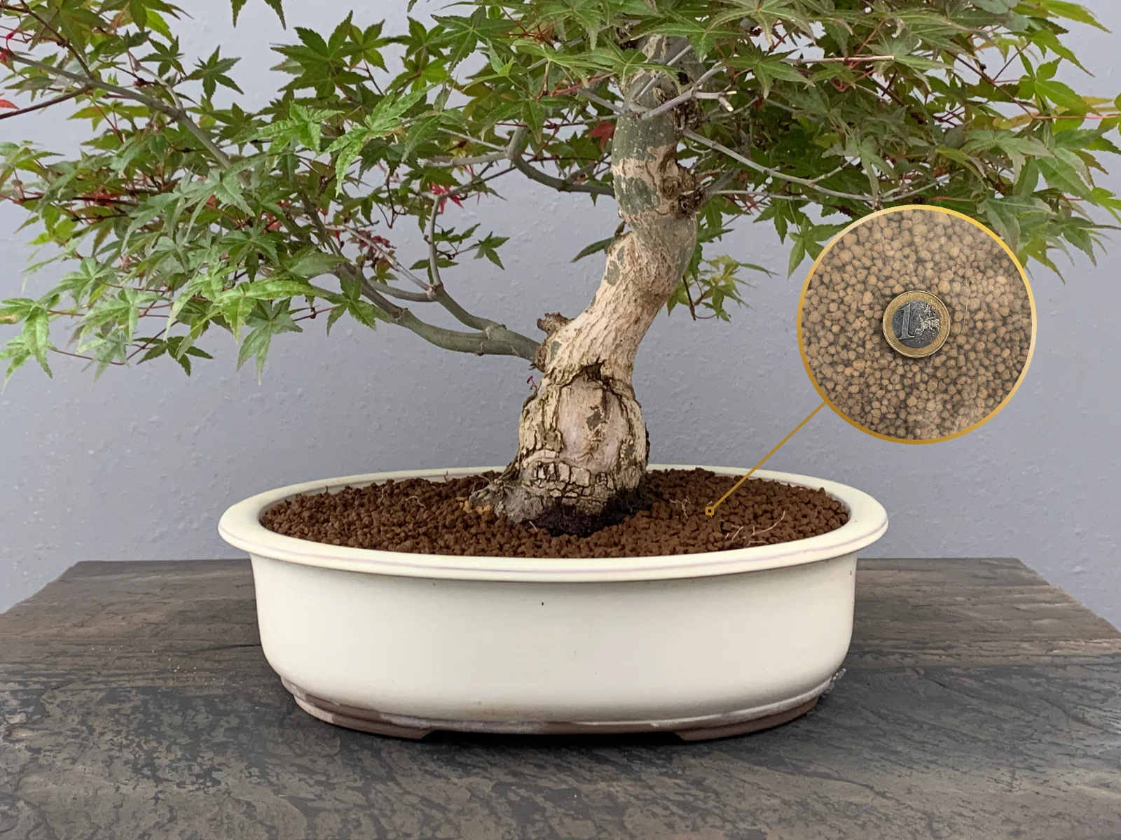 Akadama ibaraki hard quality 14 liters, clay substrate for bonsai and aquarium bonsaigranada #4