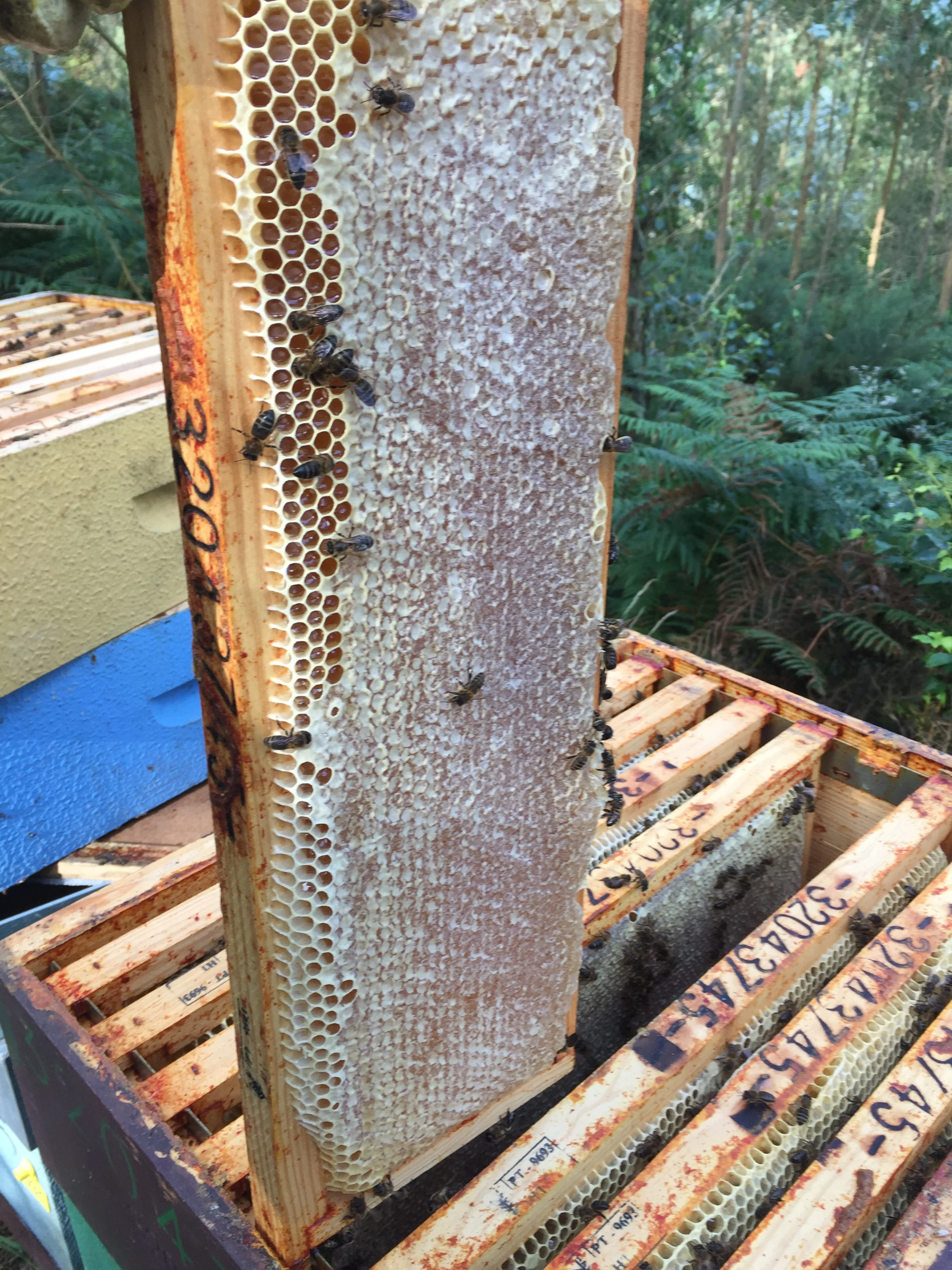 Honey from galicia de montaña; natural artesan raw pure 100% conde santo españa pure honey (mountain, 1 kg)) #5