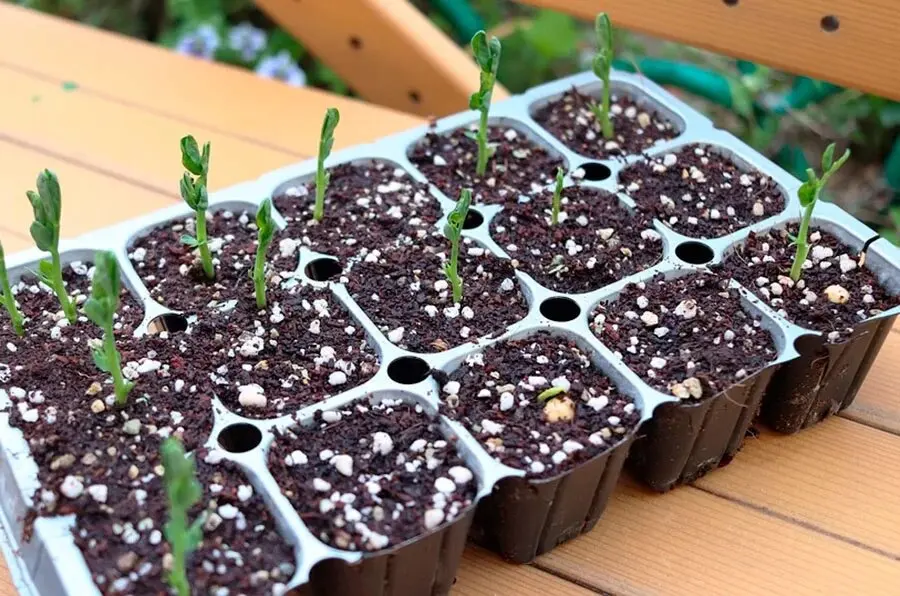 Perlite meliflor 11l