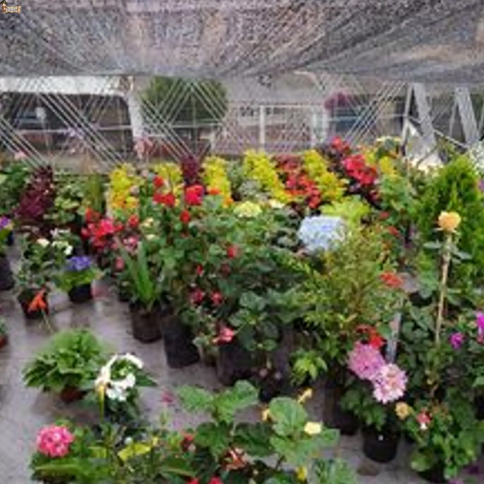 Npk complex fertilizer 15-15-15 bricoloco.com