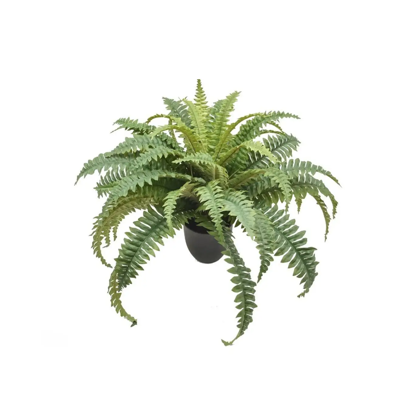 GERIMPORT MACETA BOSTON FERN X 49 LVS- 49CM