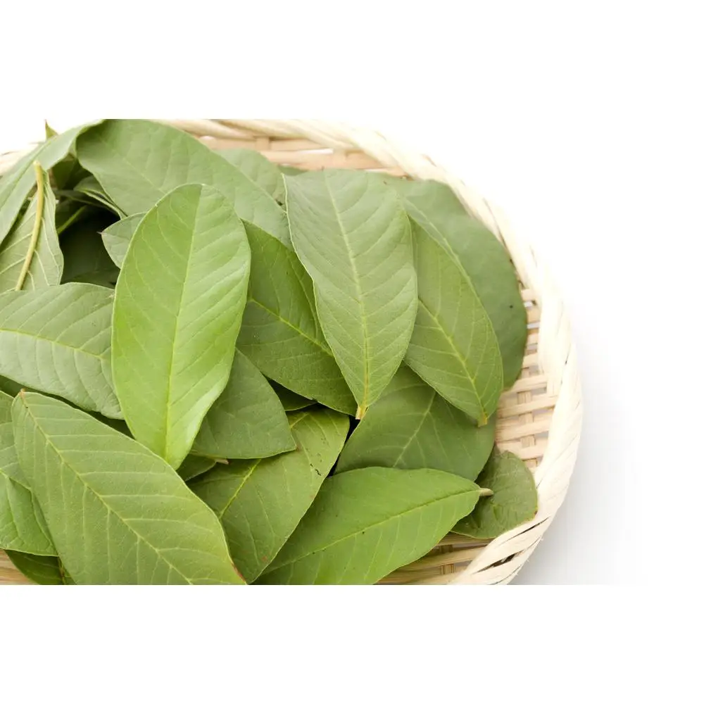 100gr Hoja Guayaba fresca. ¡Del huerto a la mesa!